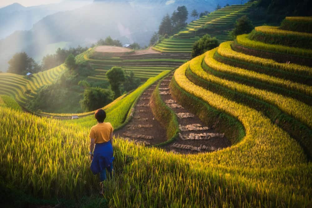 Paddy rice terraces in countryside area of Mu Cang Chai, Yen Bai, mountain hills valley in Vietnam